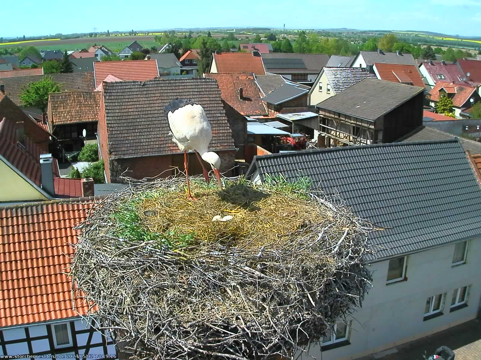 stork nest view